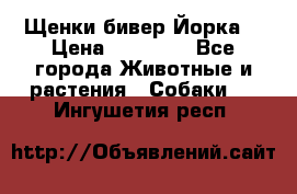 Щенки бивер Йорка  › Цена ­ 30 000 - Все города Животные и растения » Собаки   . Ингушетия респ.